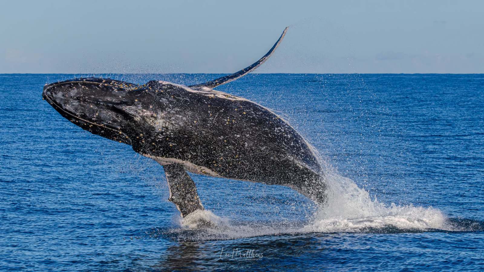 Humpback whale breaching the ocean surface against a clear blue sky.