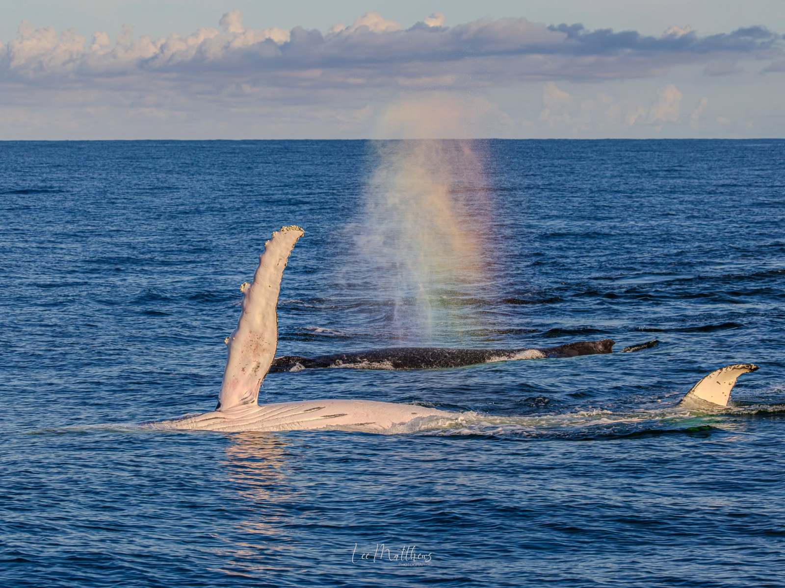 Humpback whale surfacing with rainbow mist on ocean.