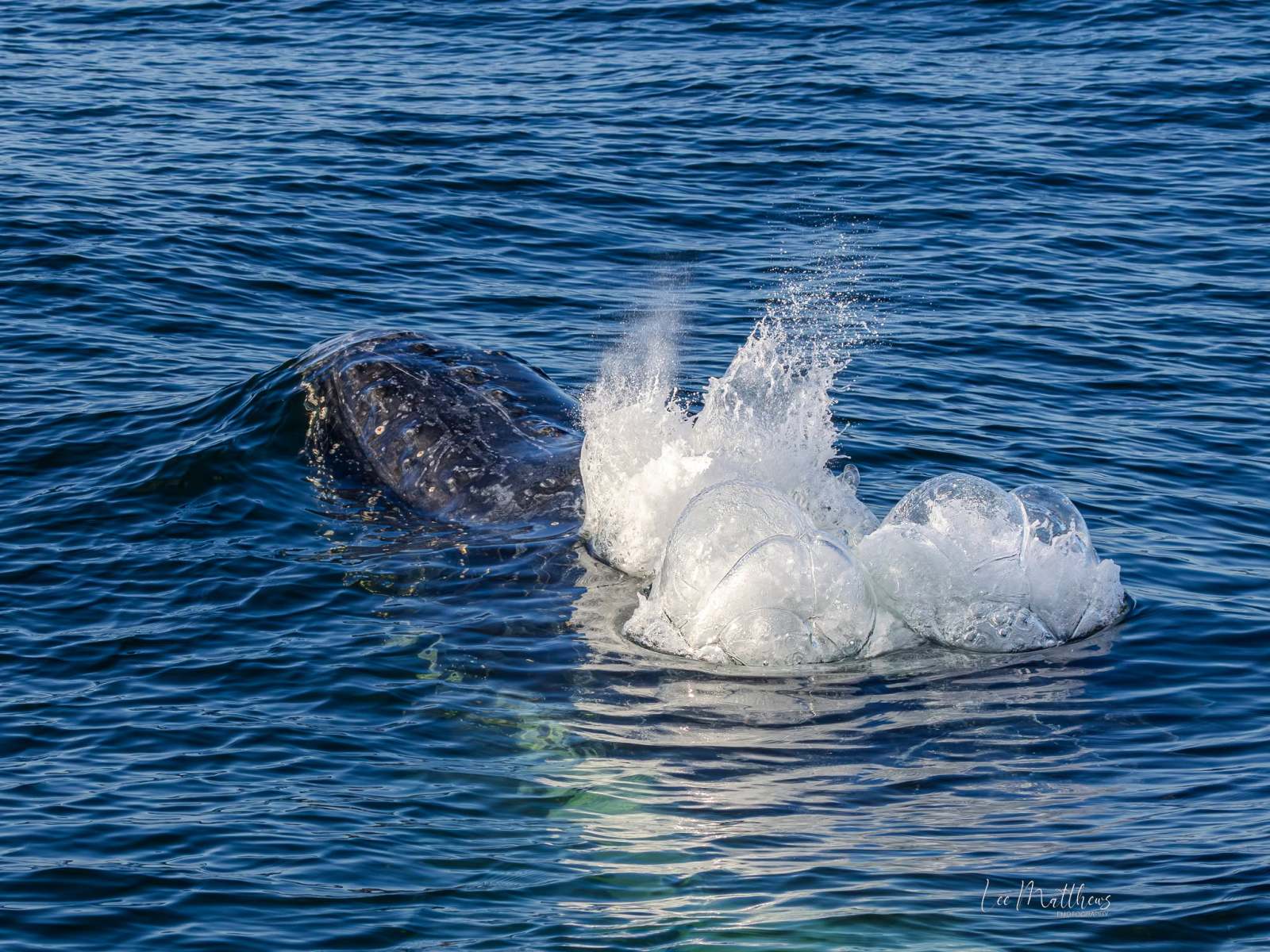 Gray whale surfacing with spout of water in the ocean.