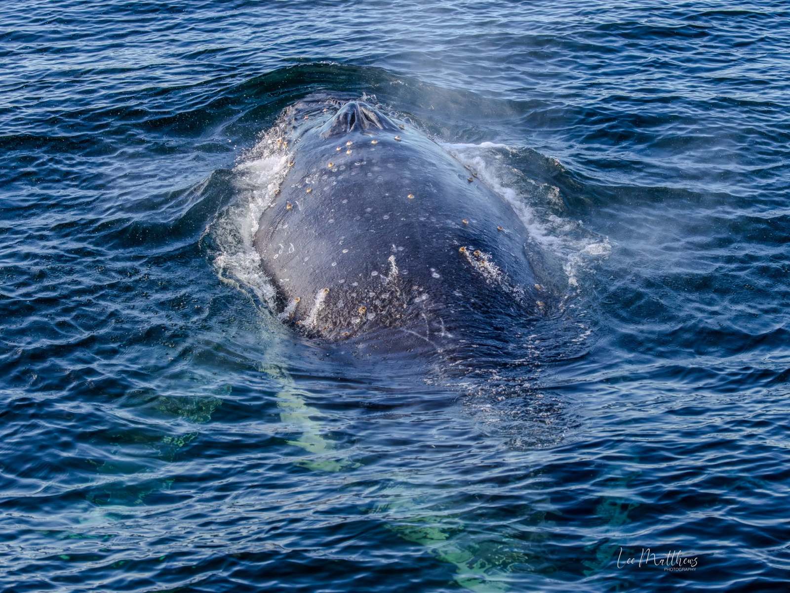 Humpback whale surfacing in ocean water.