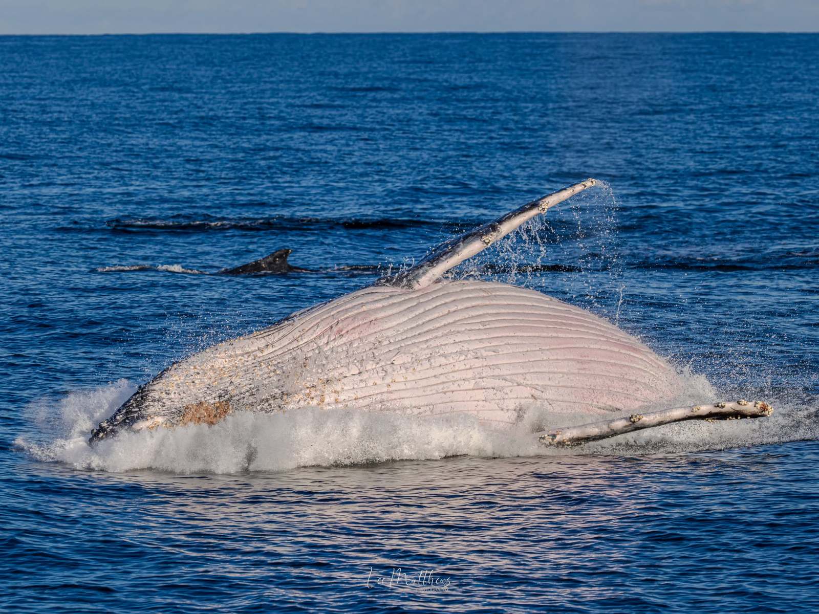 Whale fluke and partially submerged body above ocean surface.
