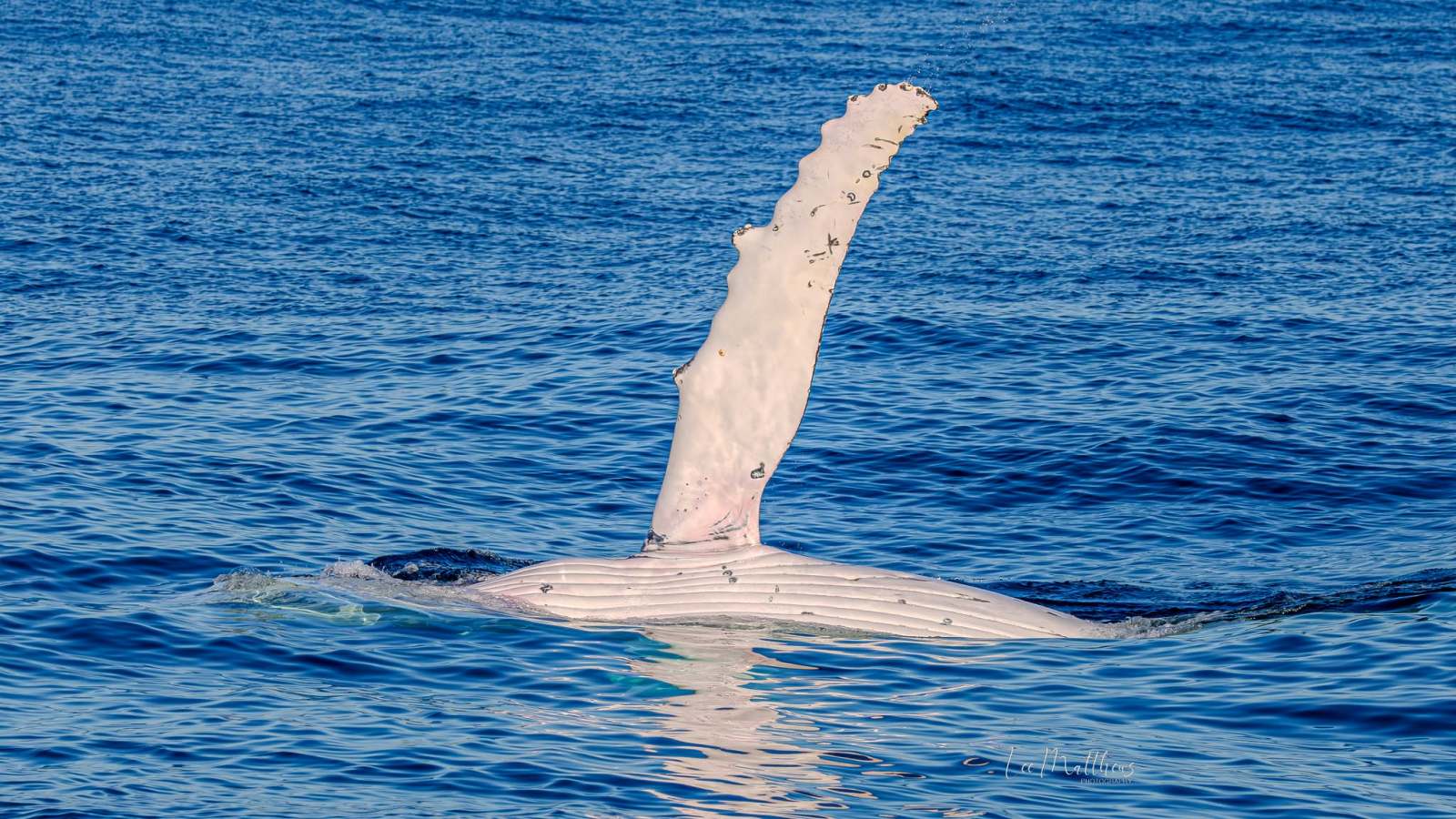 Whale swimming with fin above water in the ocean.