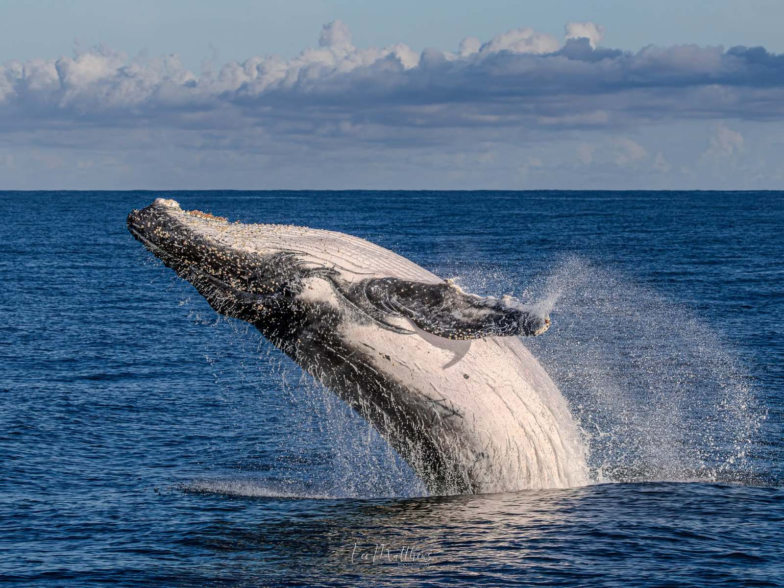 Whale Watching Moonshadow TQC Cruises Port Stephens Lee Matthews