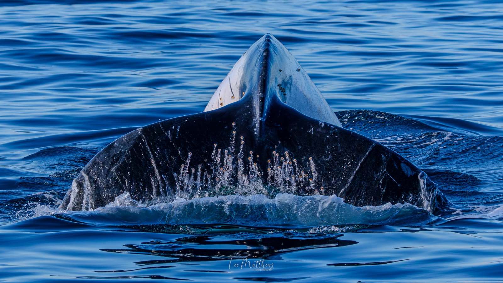 Humpback whale diving with tail above water surface.