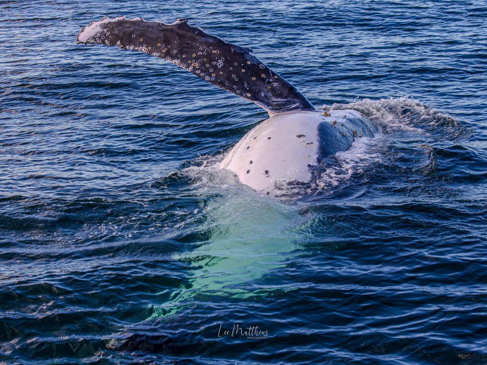 Humpback whale diving, showing fluke and back in blue ocean water.