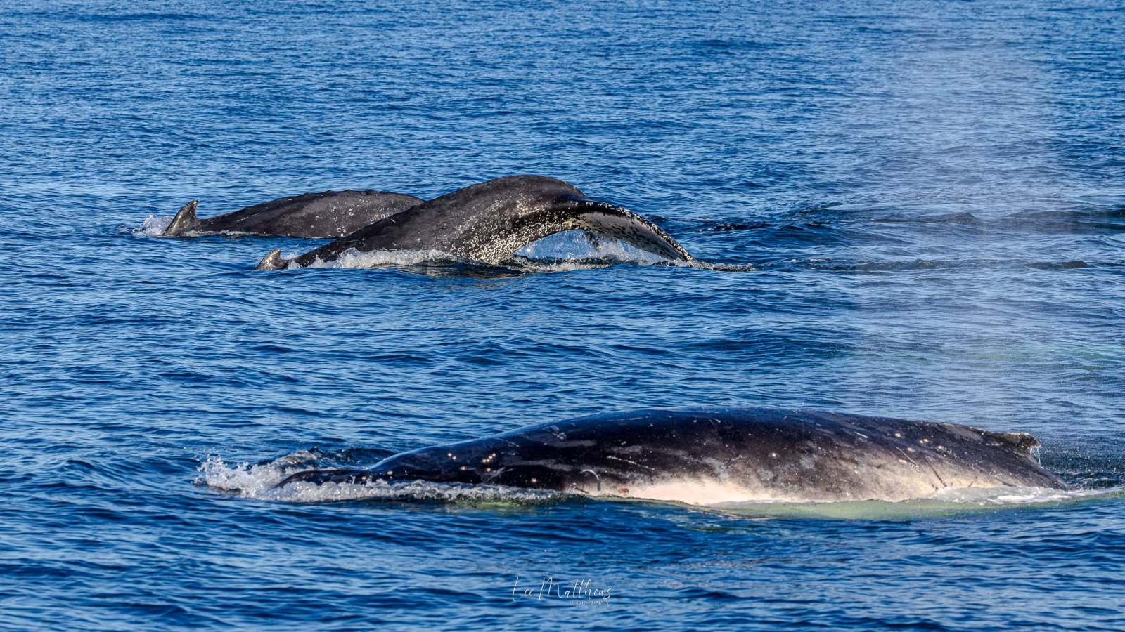 Three whales swimming in blue ocean water.