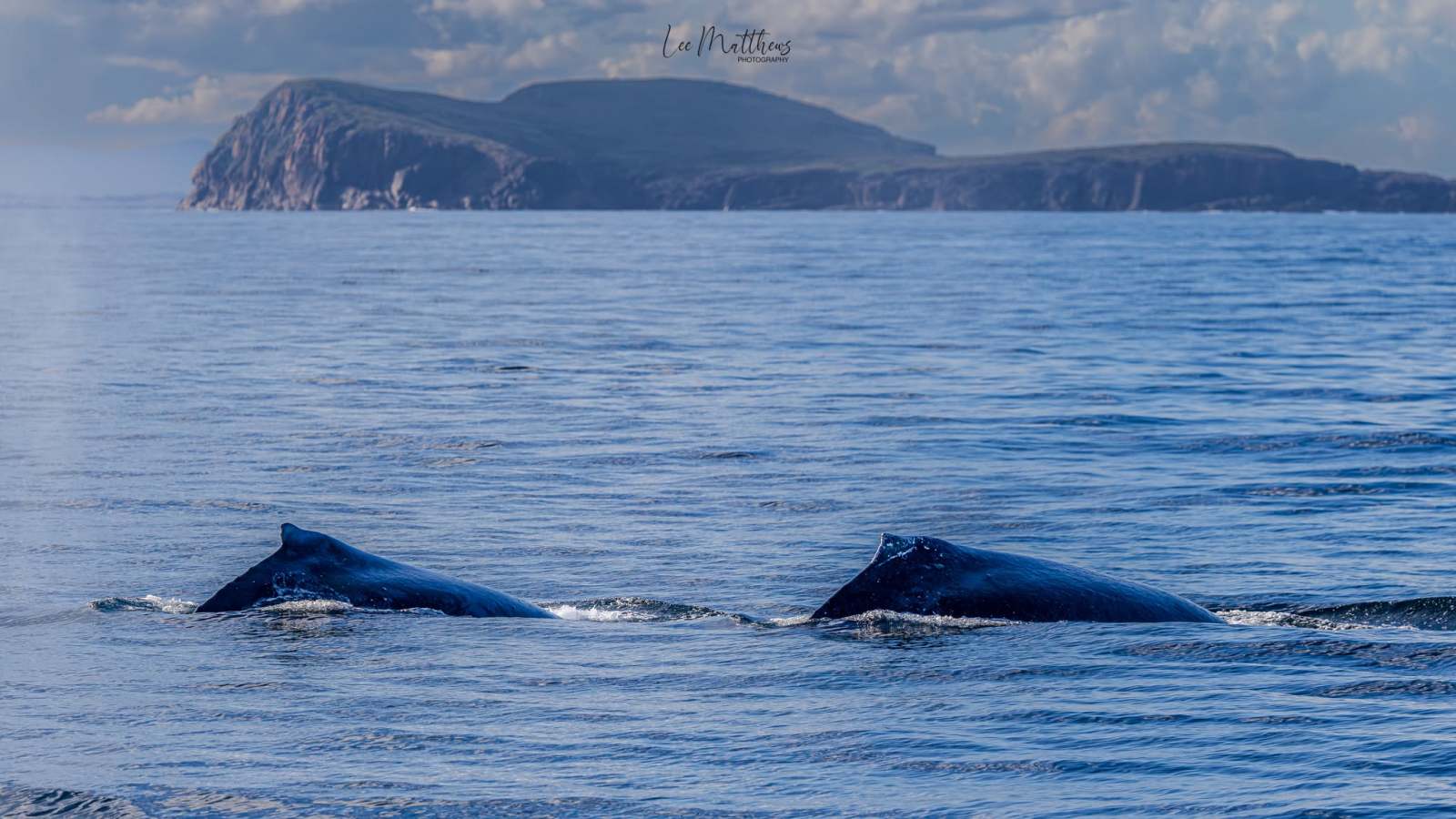 Two whales swimming near a rocky island under a cloudy sky.