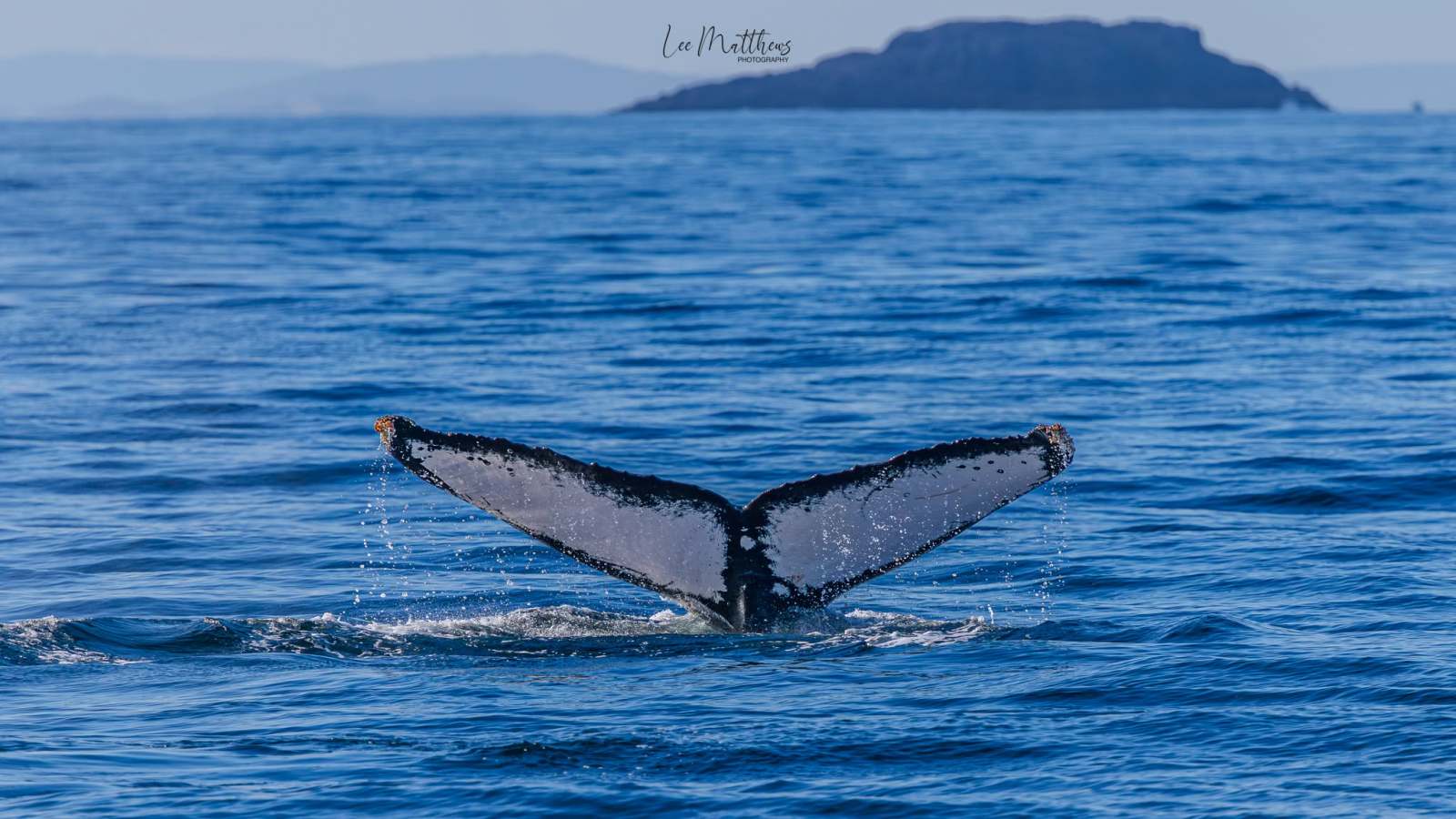 Whale tail emerging from ocean against distant island backdrop.