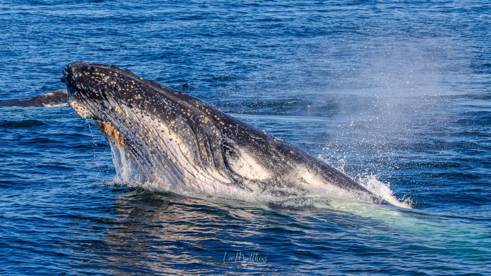 Humpback whale breaching water surface, creating splash.