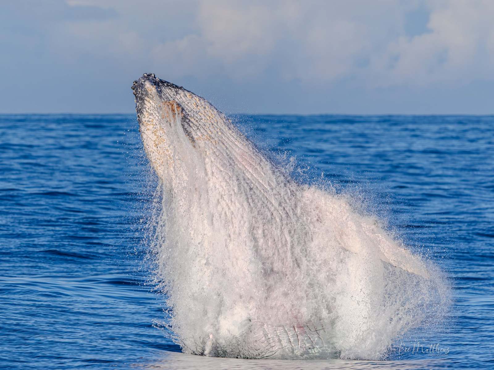 A whale breaching the ocean surface with splashes around it.