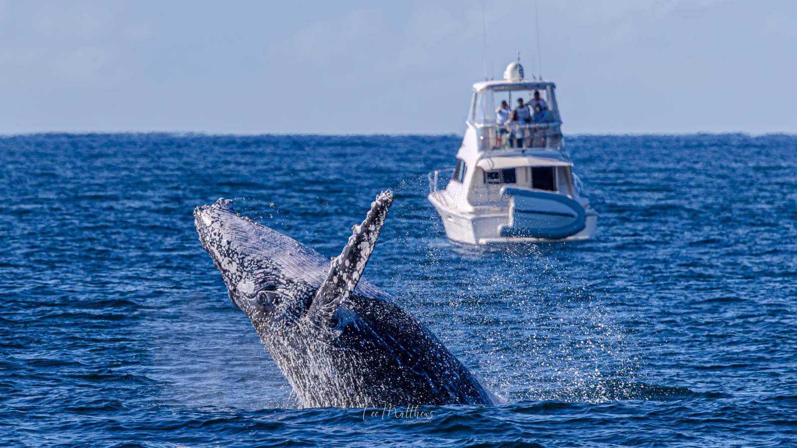 Whale Watching Moonshadow TQC Cruises Port Stephens Lee Matthews