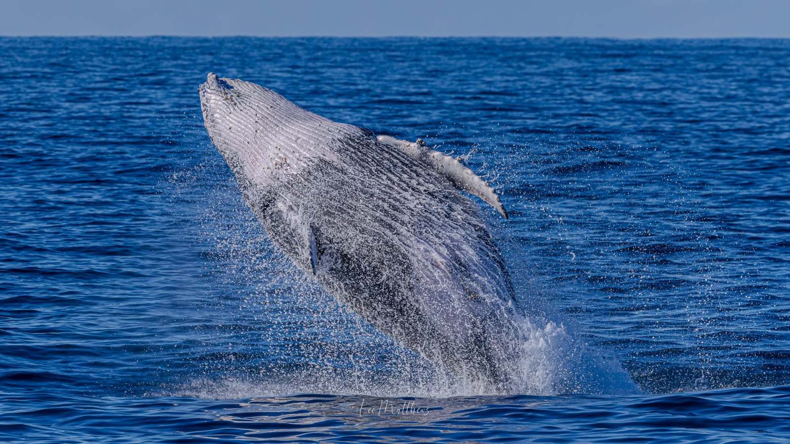 Humpback whale breaching above the ocean surface on a clear day.
