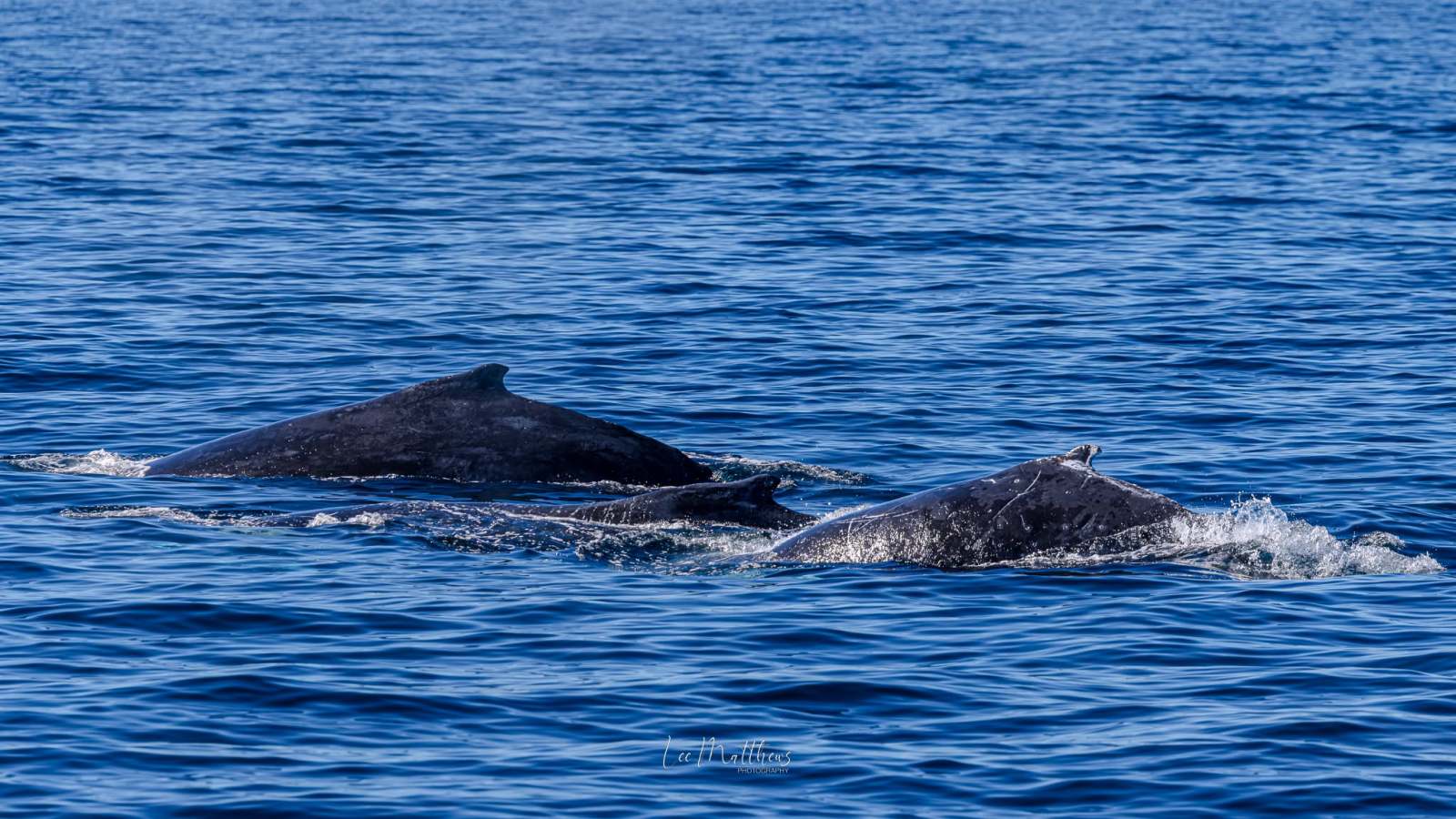 Two whales swimming side by side in the ocean.