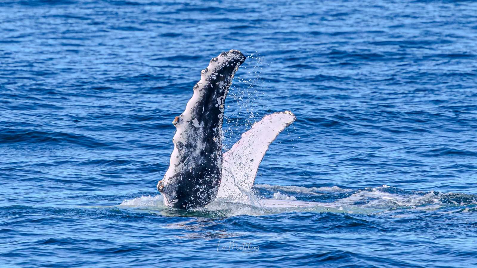 Humpback whale fins raised above ocean surface.