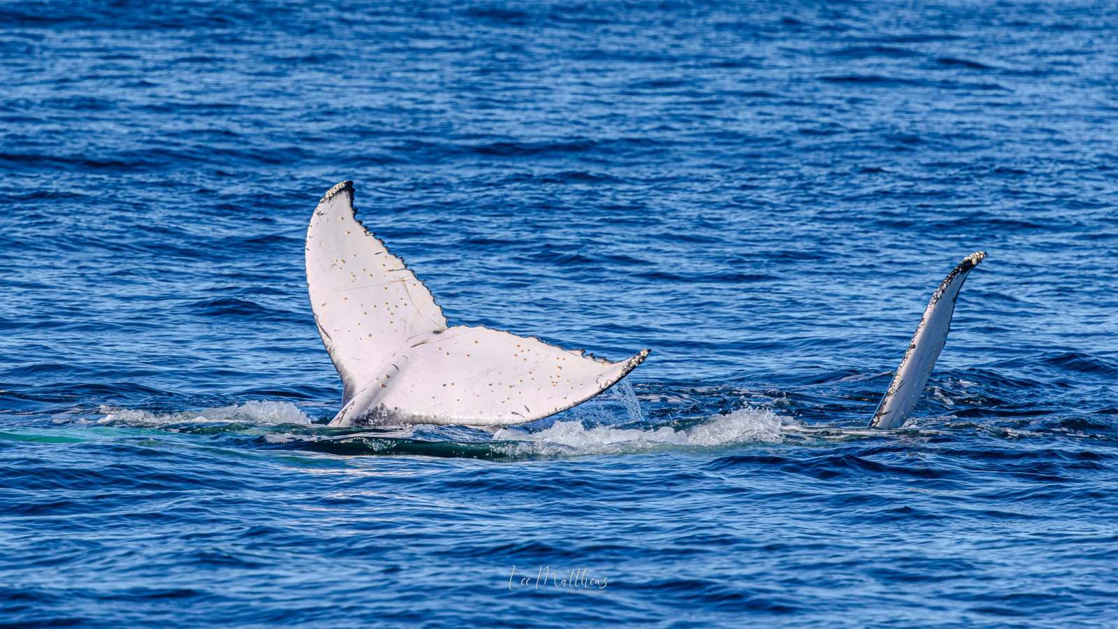 Whale tail above blue ocean water, partially submerged.