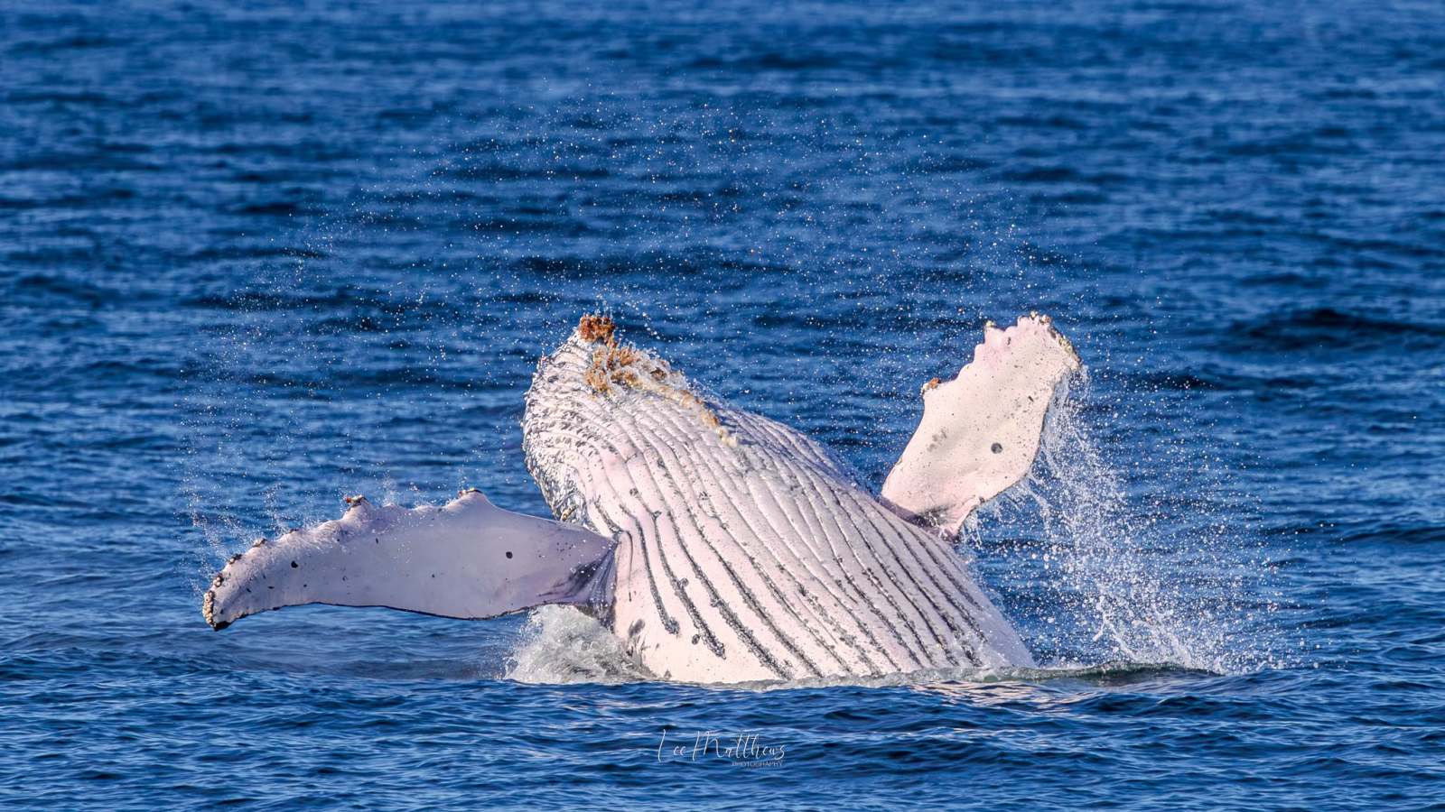 Humpback whale breaching with splashing water in the ocean.