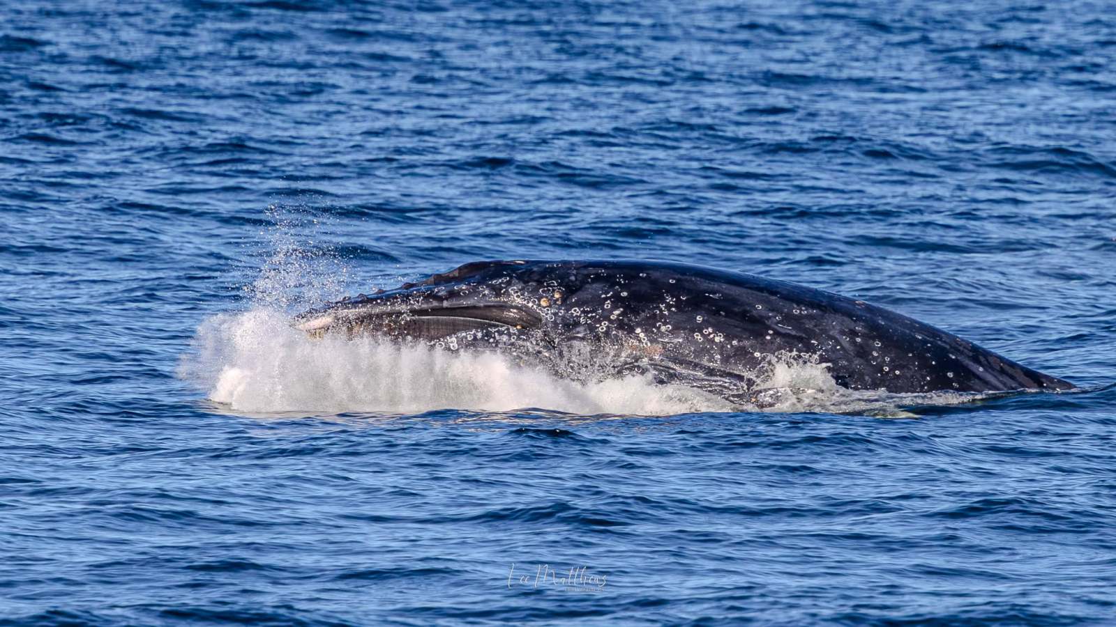 Whale surfacing in ocean, water spraying around.