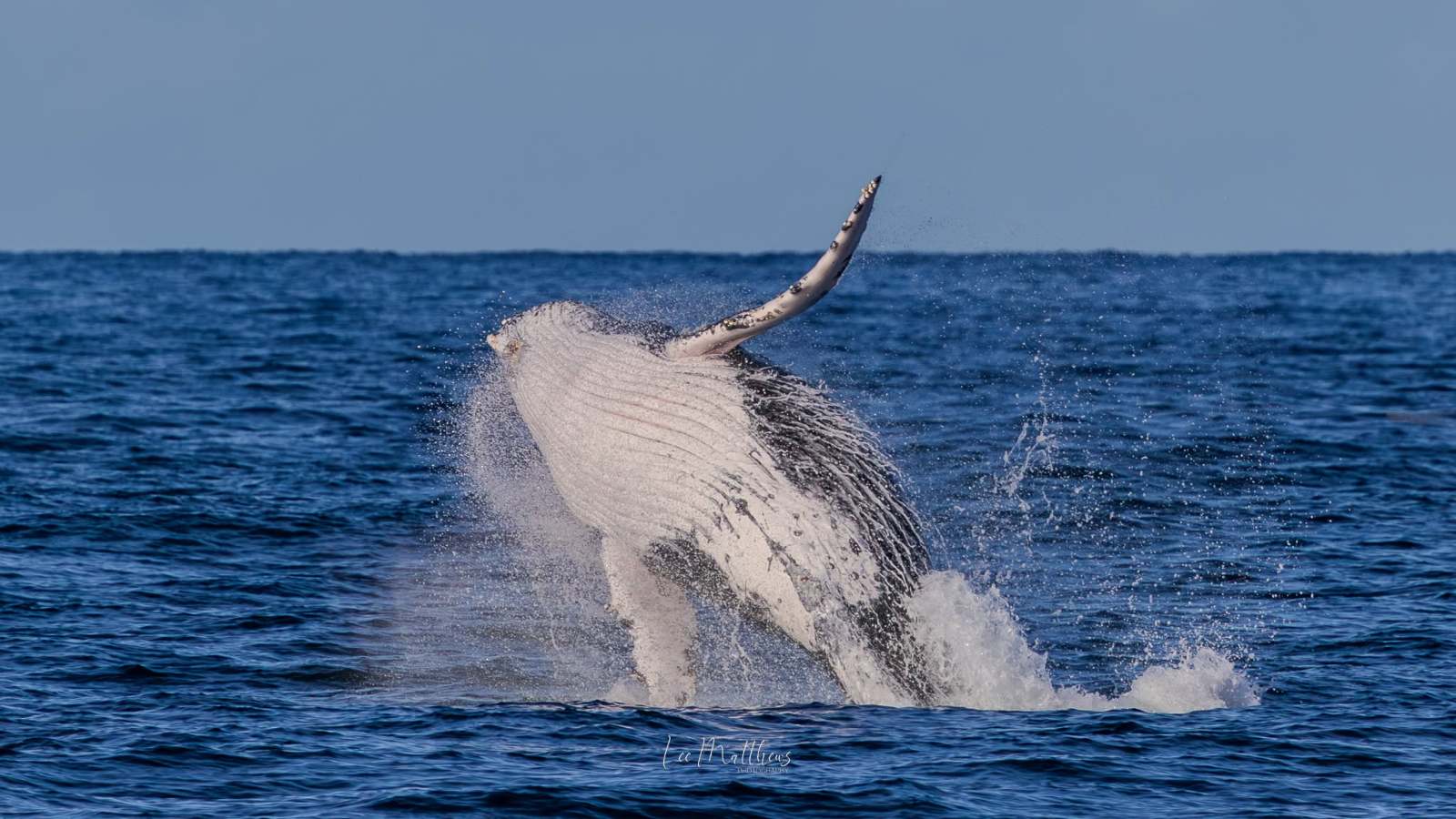 Whale breaching the ocean surface with water splashing.