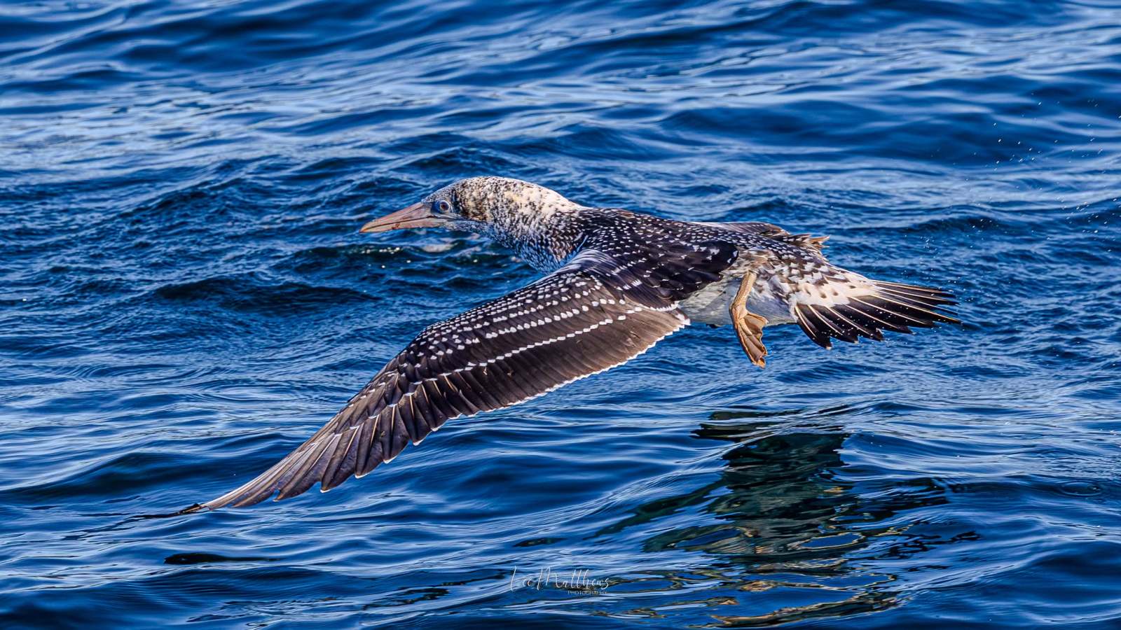 Bird flying low over blue ocean waves.