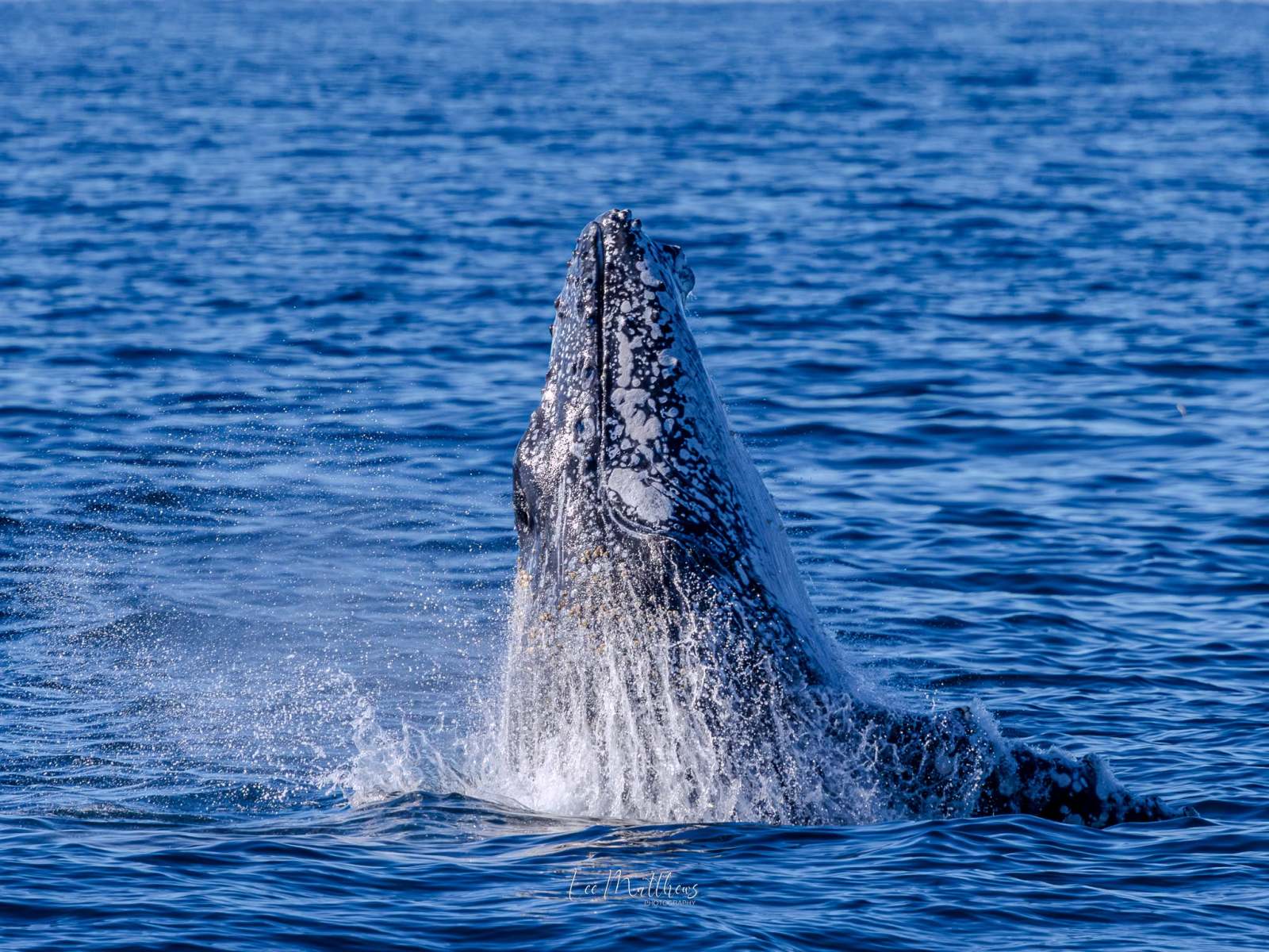 Whale breaching water surface, blue ocean background.
