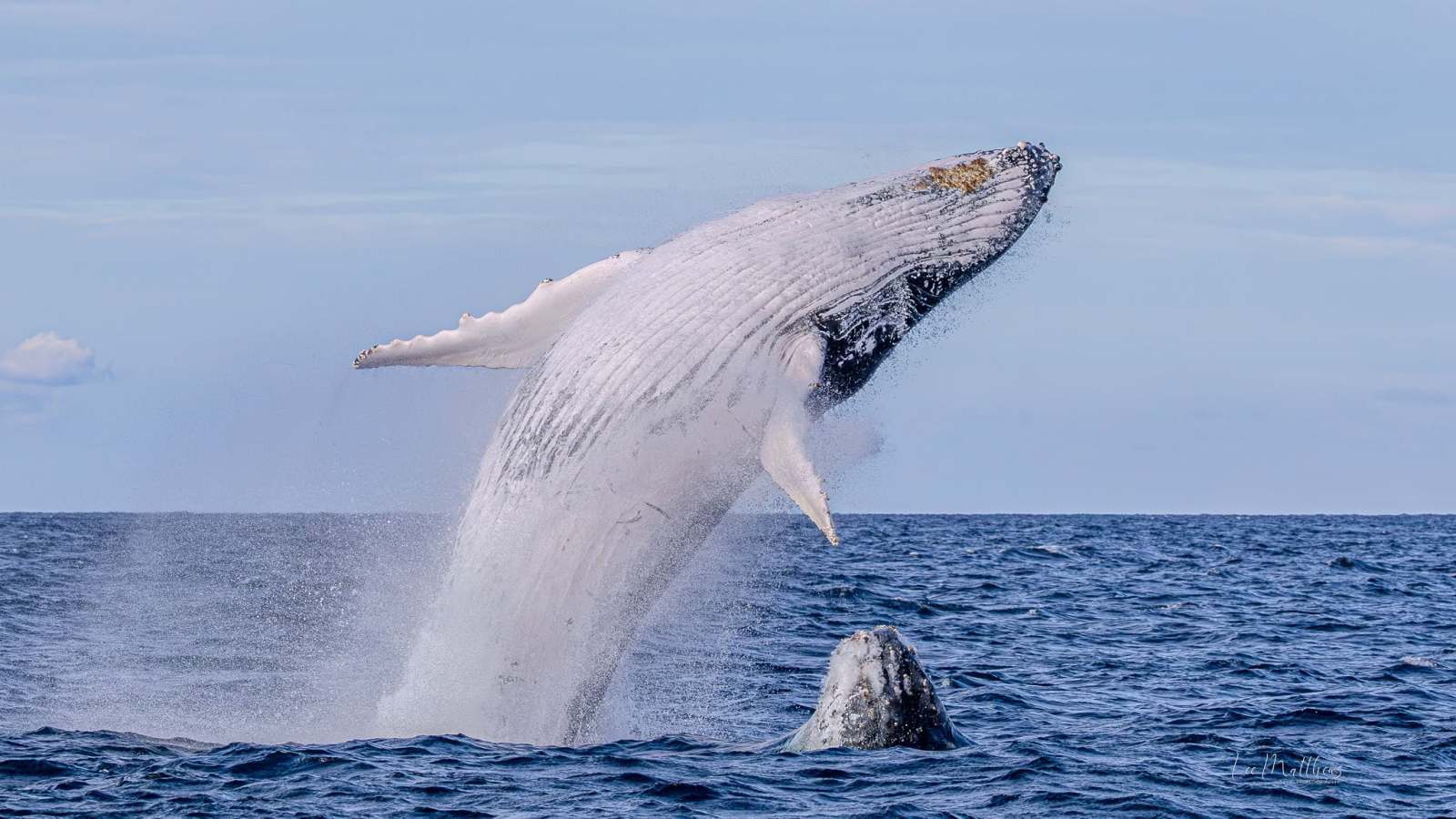 Whale Watching Moonshadow TQC Cruises Port Stephens Lee Matthews