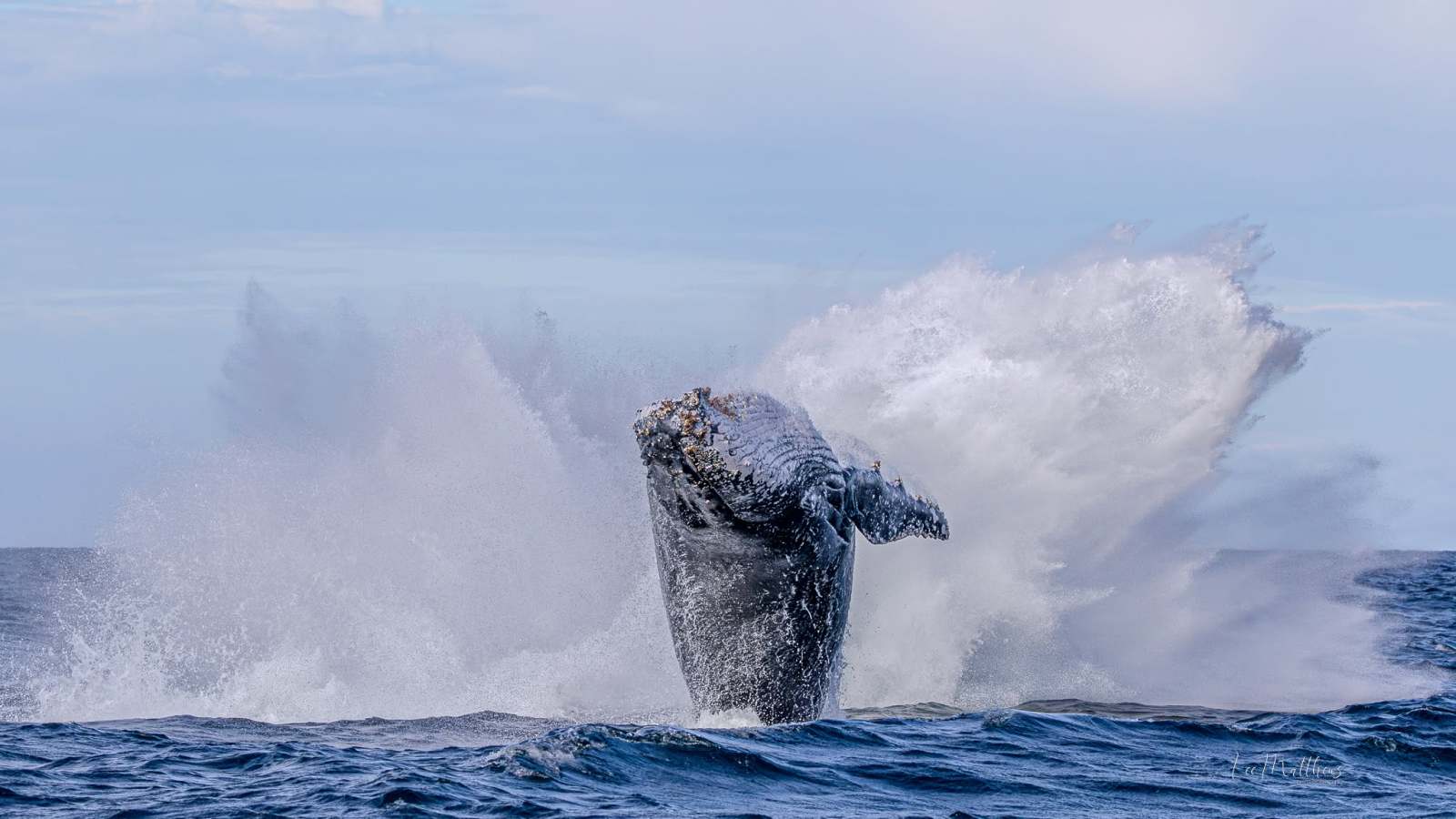 Humpback whale breaching the ocean surface, creating a large splash.