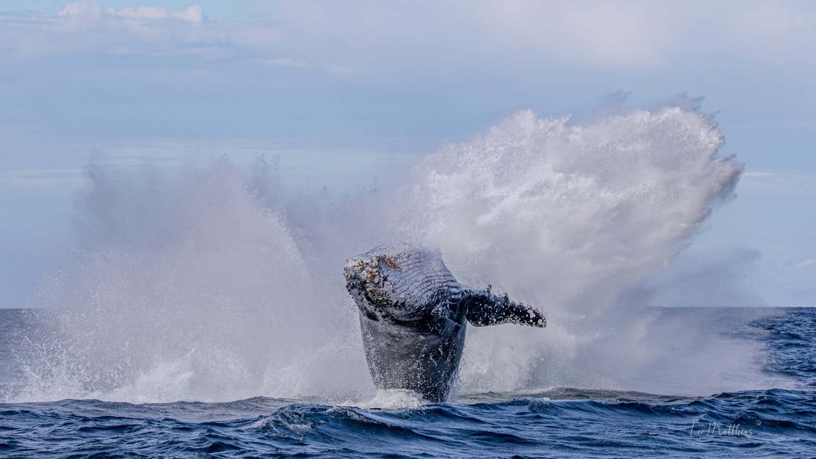Whale breaching water, creating large splash in the ocean.