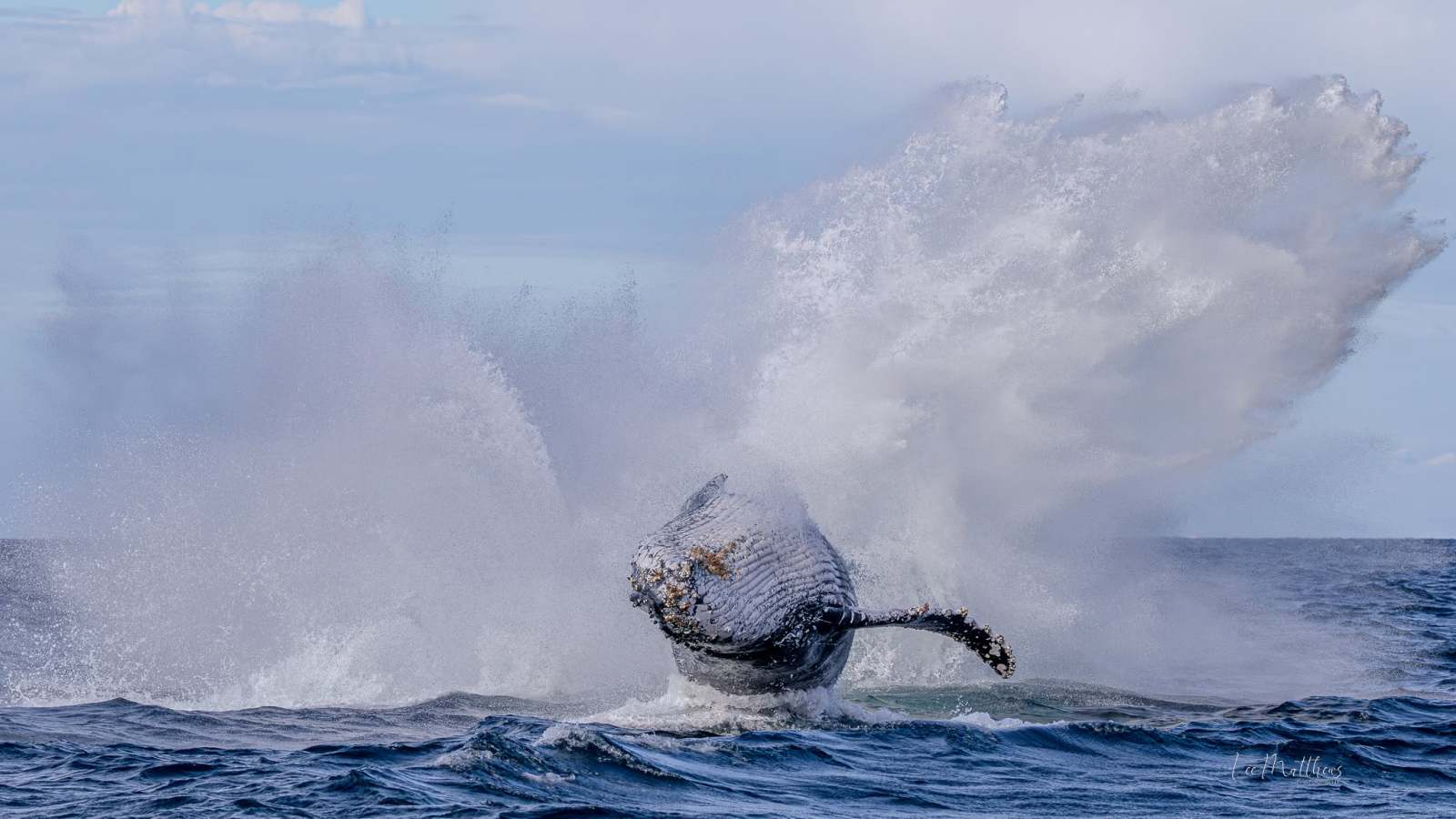 Whale breaching in ocean, splashing water against blue sky.