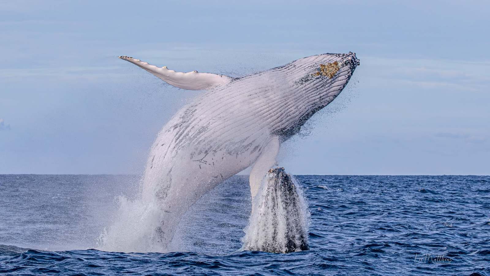 Humpback whale breaching, partially out of ocean water.