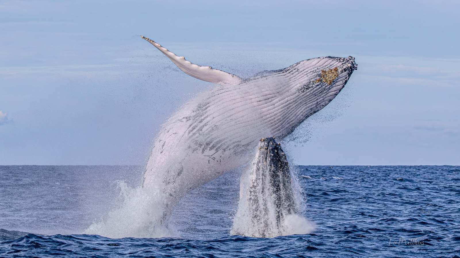 A humpback whale breaching out of the ocean against a blue sky.