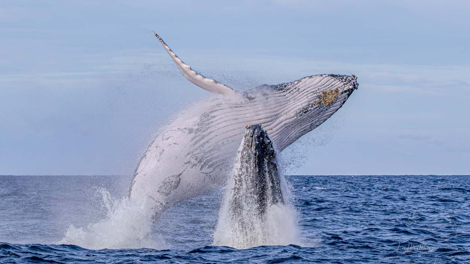 Humpback whale breaching in ocean, water splashing.