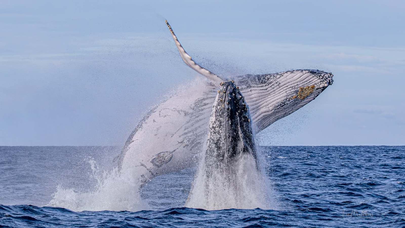 Humpback whale breaching ocean surface with water spray.