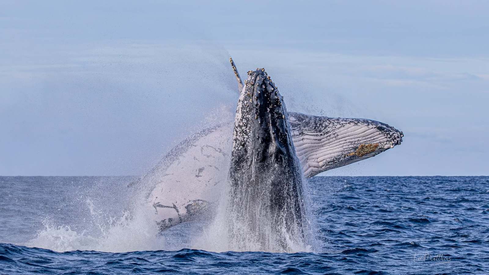Humpback whale breaching in the ocean against a clear sky.