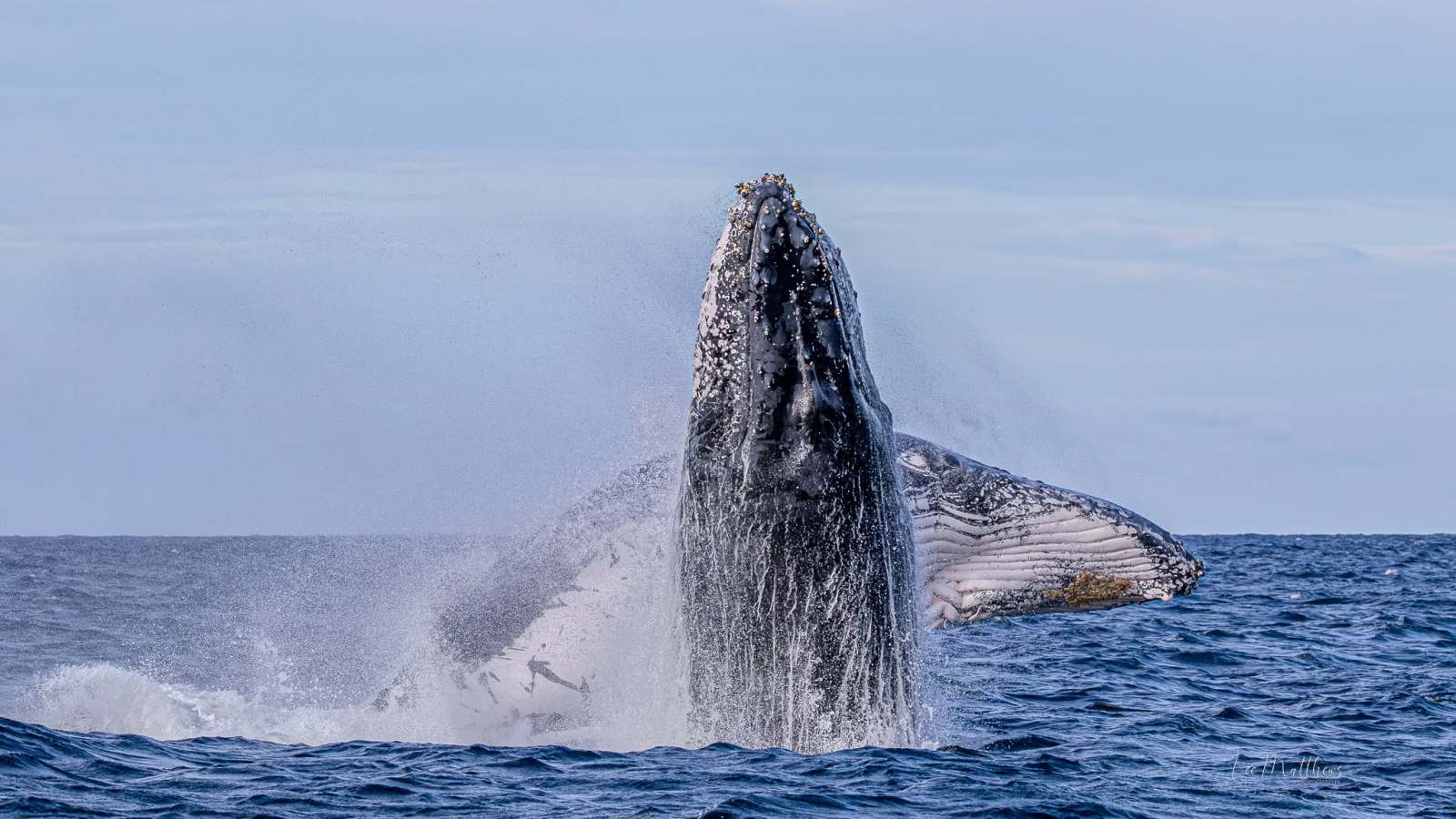 Humpback whale breaching ocean surface with water splashing.