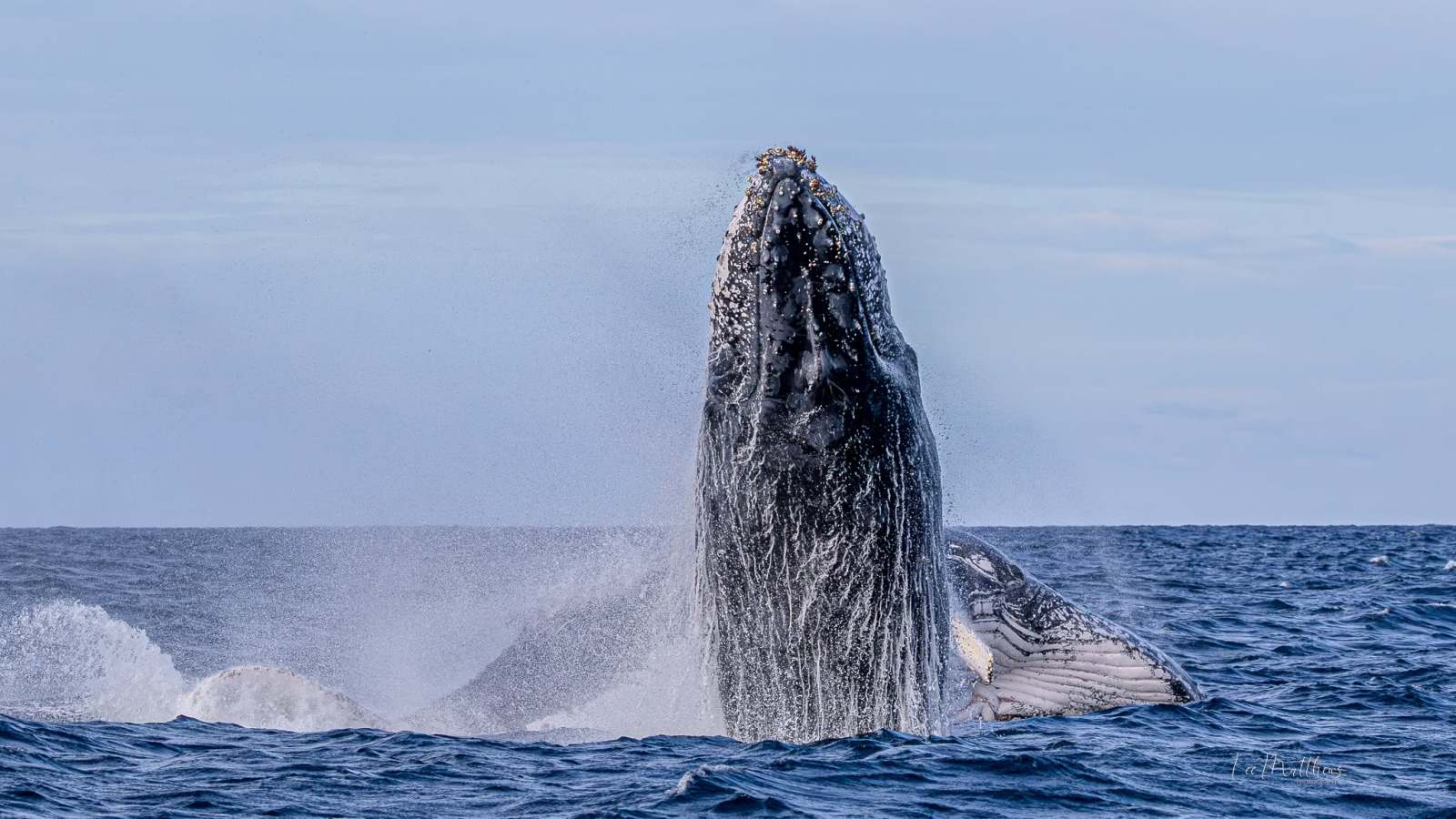 Humpback whale breaching the ocean surface against a clear sky.