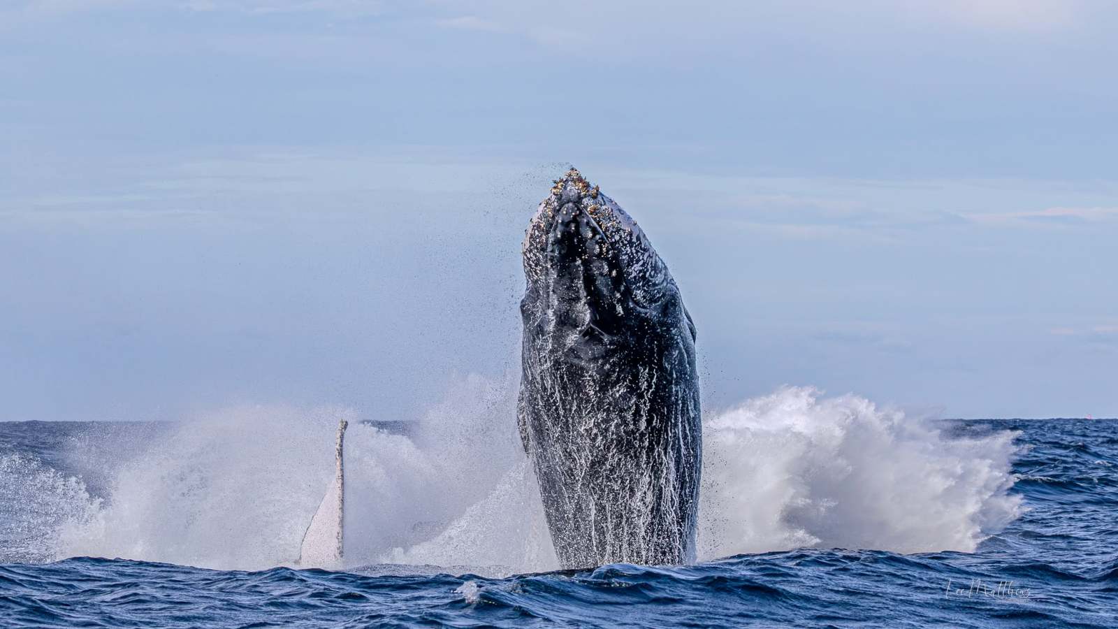Humpback whale breaching ocean surface, splashing water around.