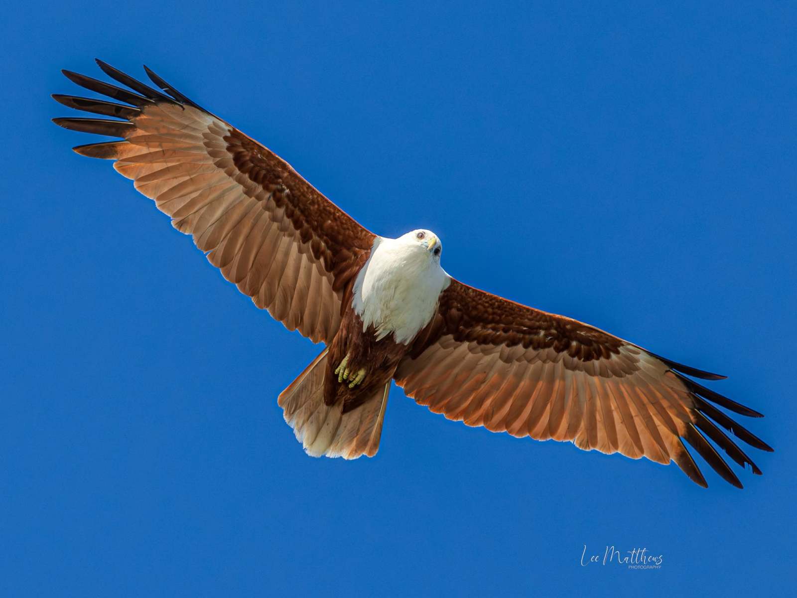Eagle with outstretched wings flying against a clear blue sky.