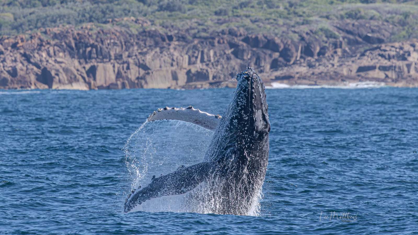 Whale Watching Moonshadow TQC Cruises Port Stephens Lee Matthews