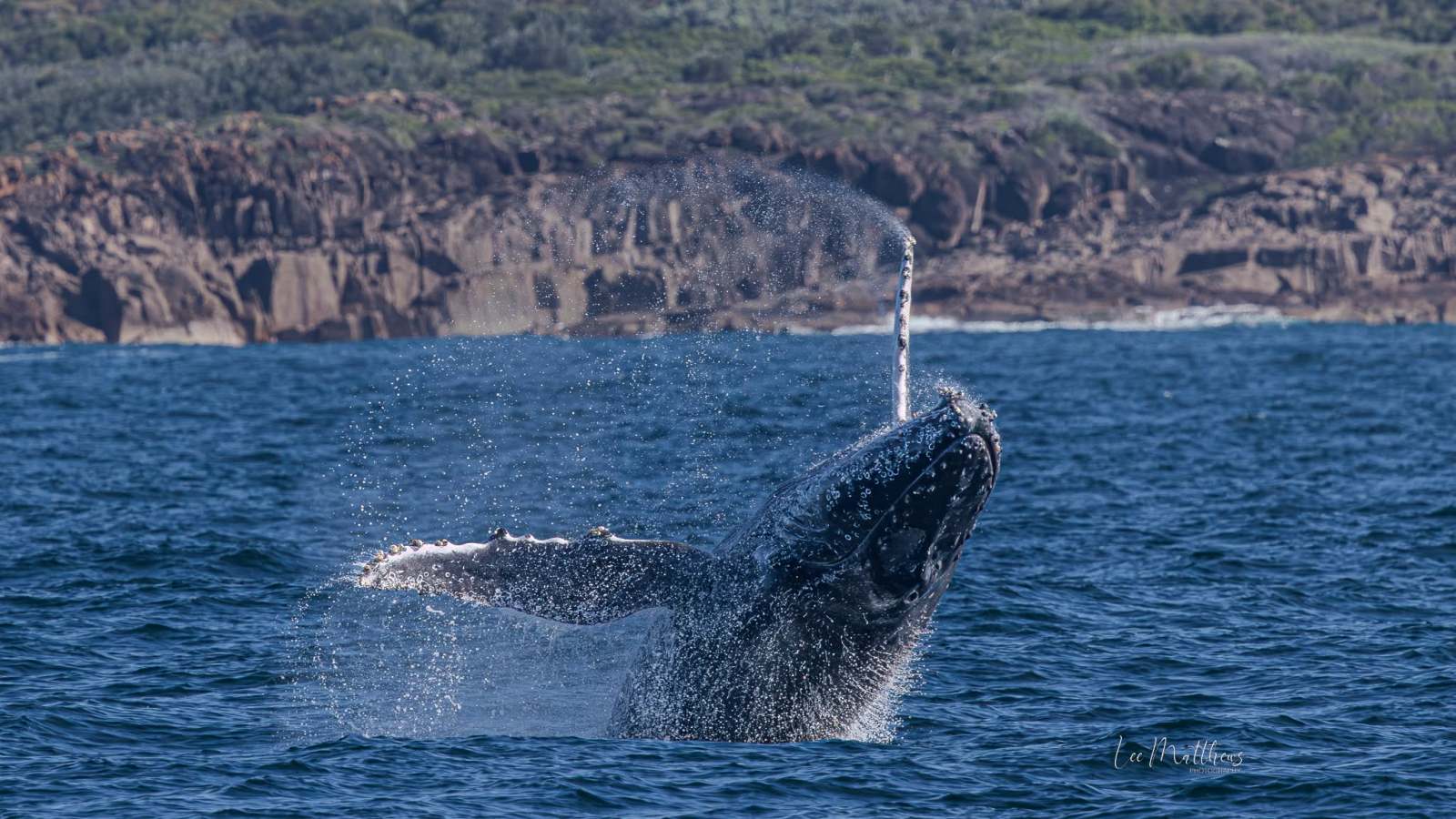 Humpback whale breaching with water splashing, rocky shoreline in background.