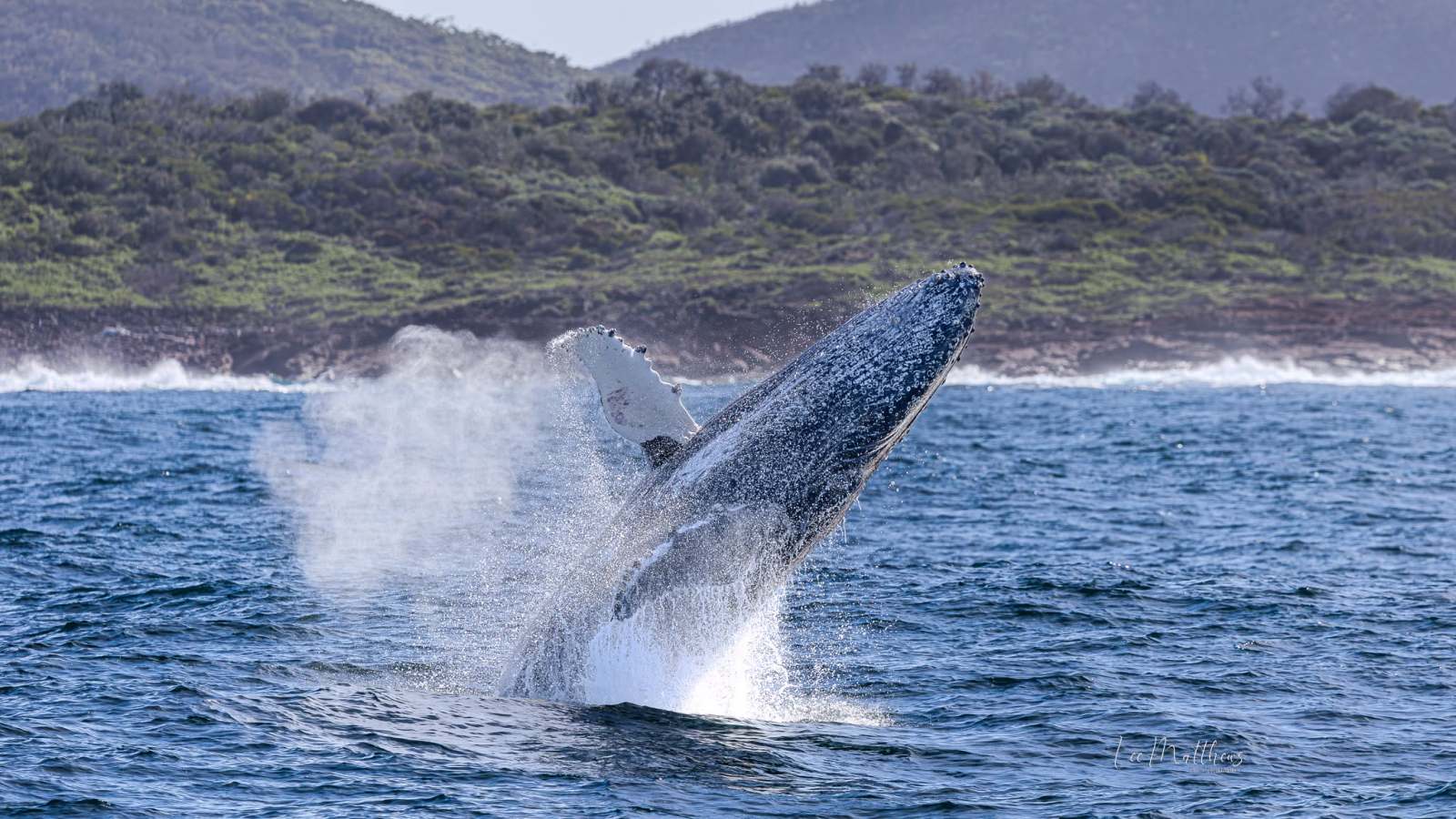 Whale breaching near a coastline with hills and waves in the background.