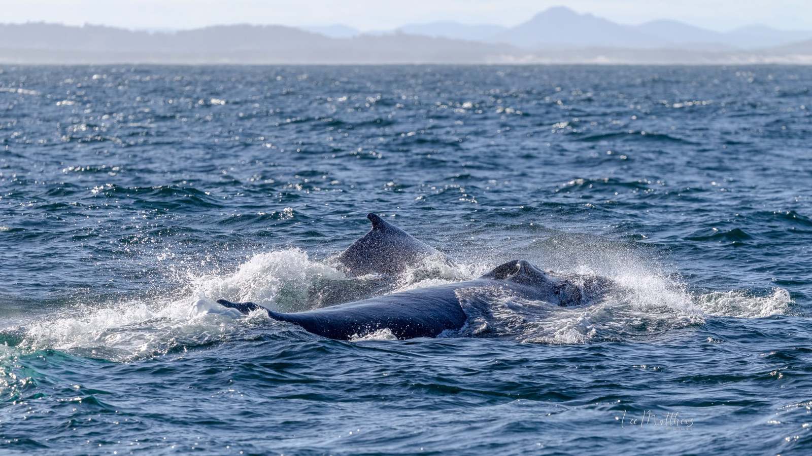 Two whales surfacing in the ocean with distant mountainous coast.