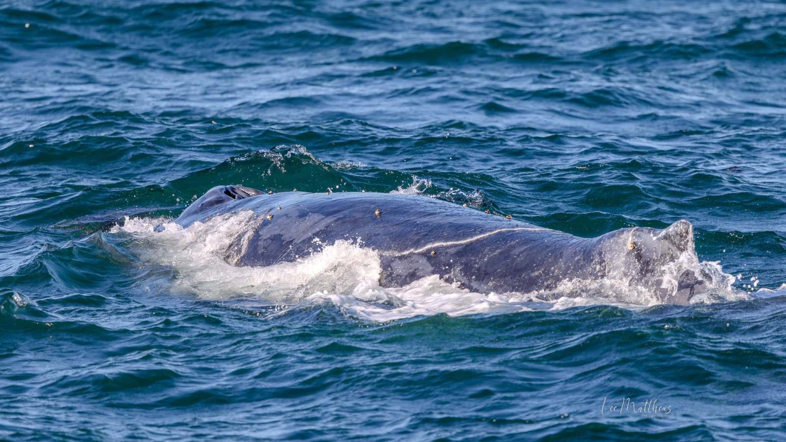 A whale partially submerged in choppy ocean water.