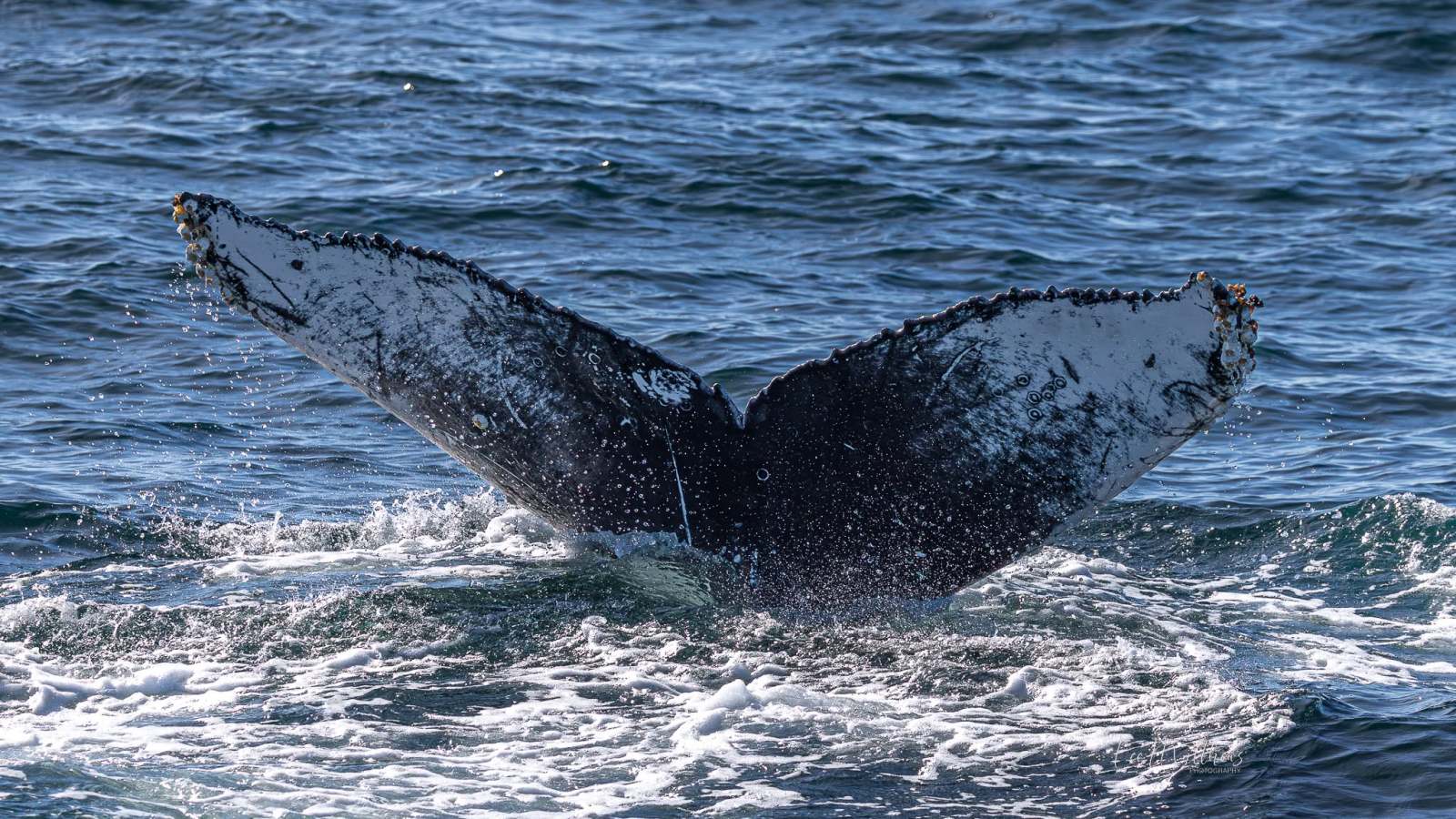 Humpback whale tail above ocean water with splashes around.
