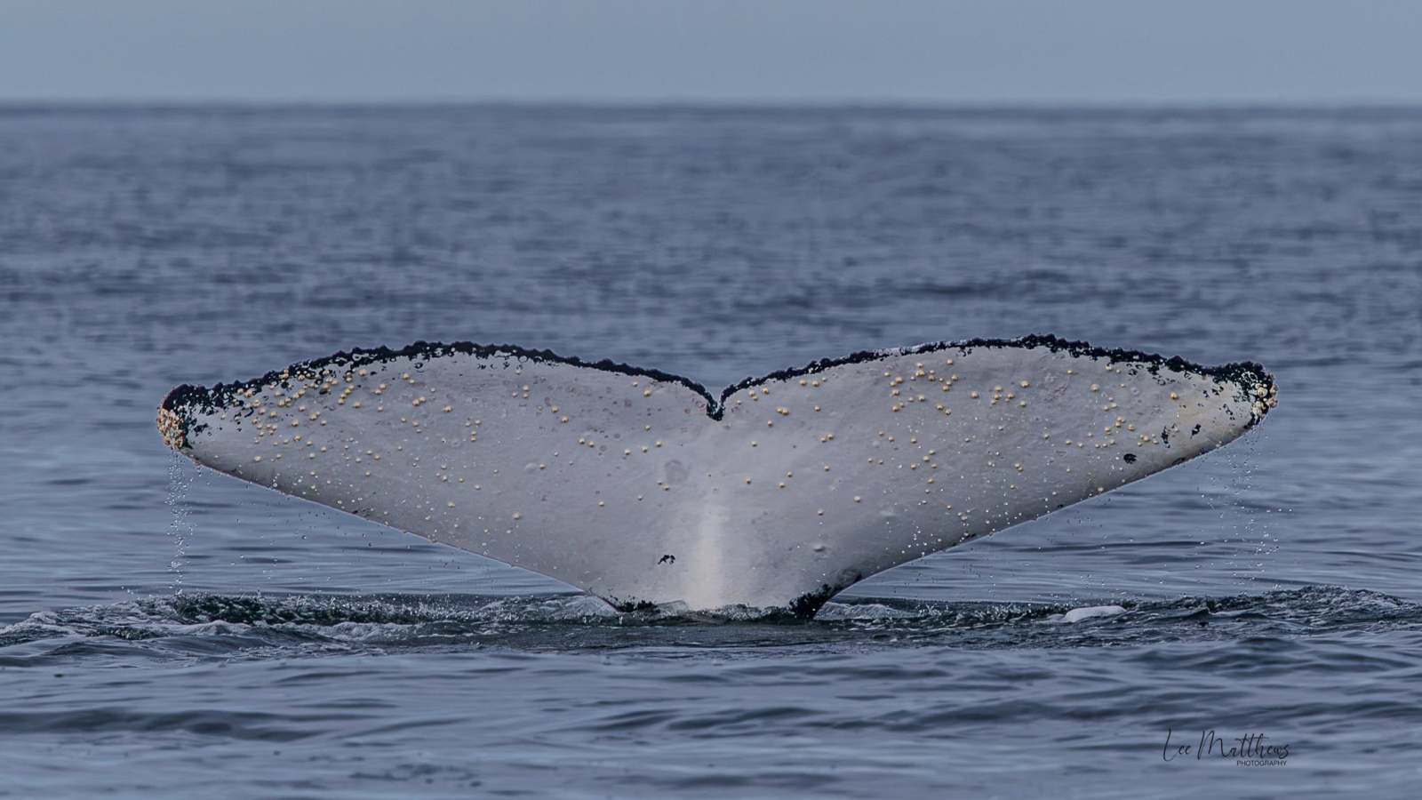 Humpback whale tail above ocean surface.
