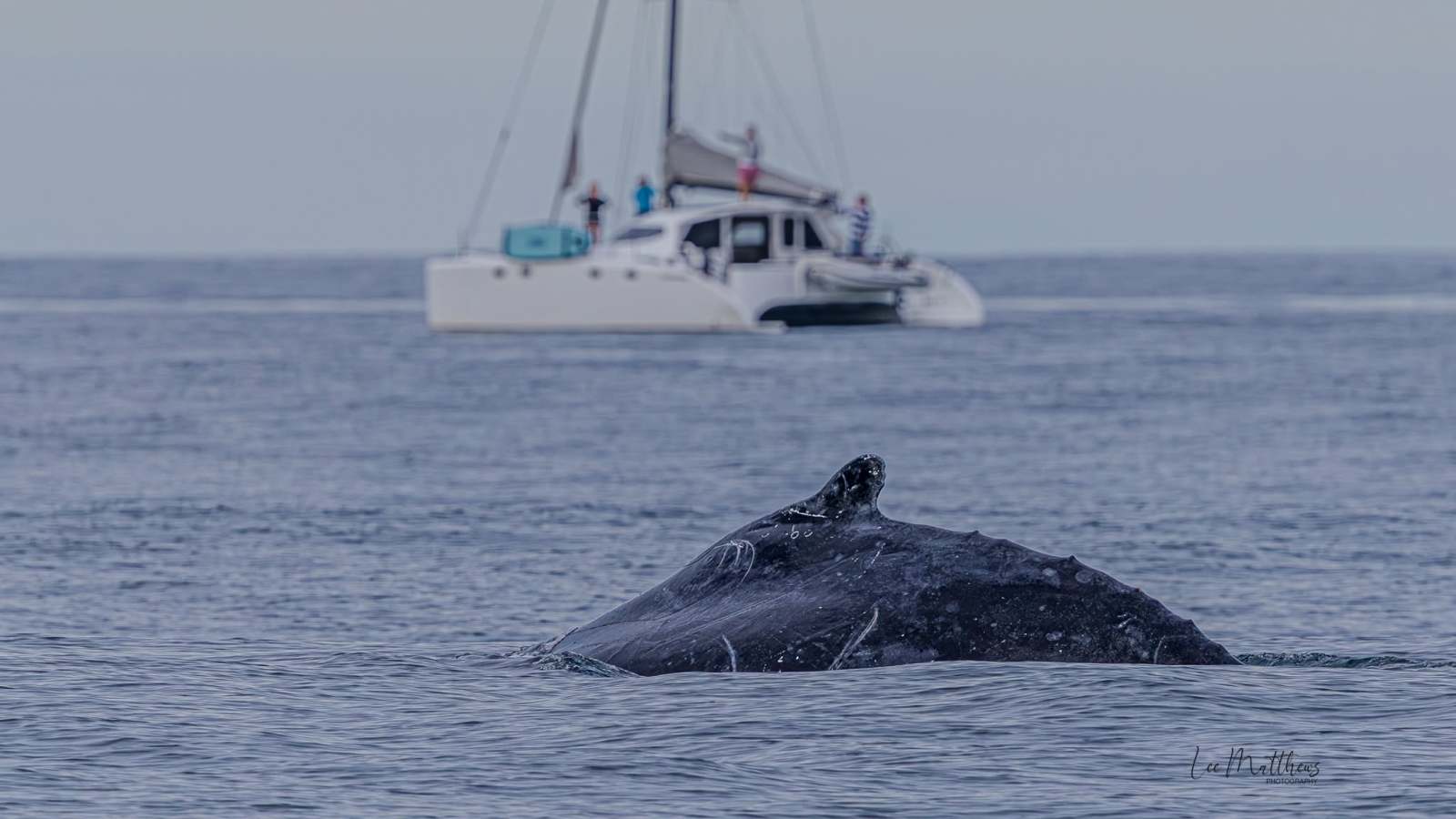 A whale breaching the ocean surface near a sailing boat.