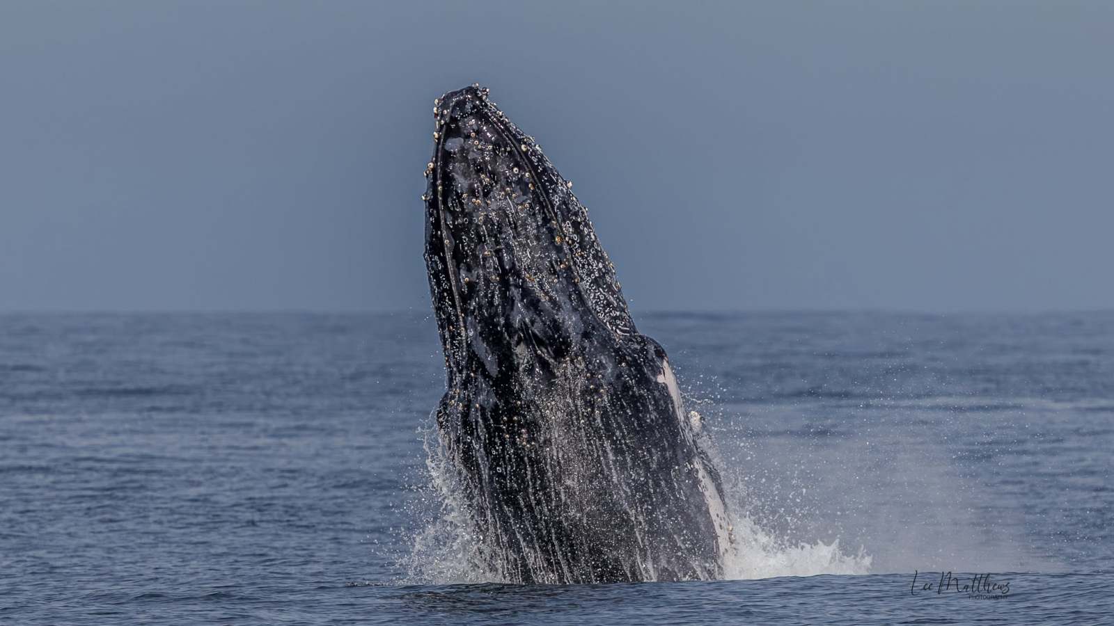 Whale Watching Moonshadow TQC Cruises Port Stephens Lee Matthews