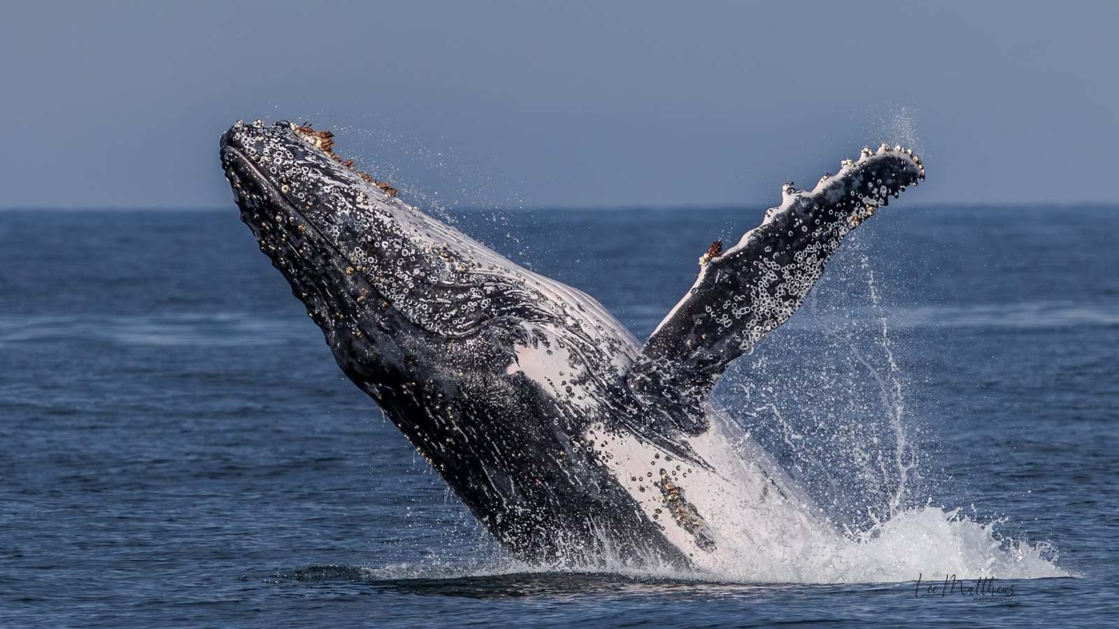 Humpback whale breaching water with ocean backdrop.