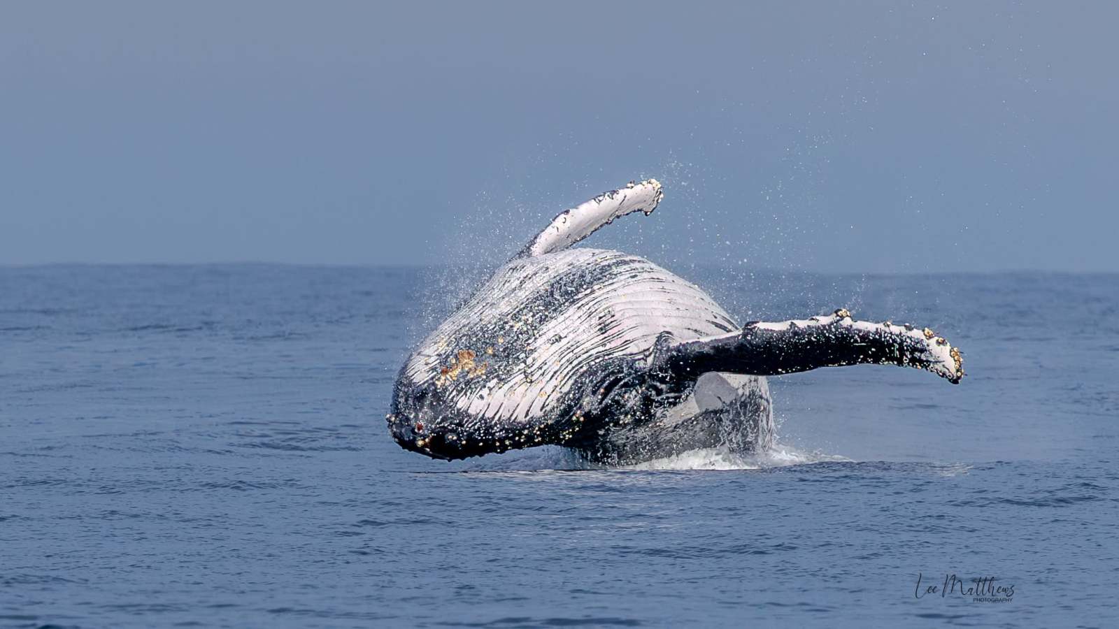 Humpback whale breaching out of the ocean against a clear sky.