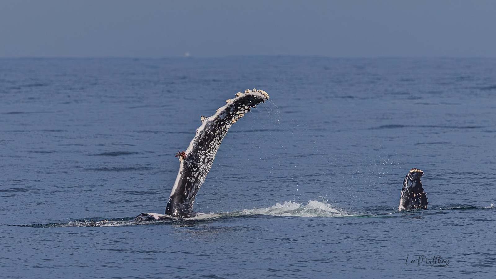 Two humpback whales breaching with fins visible above the ocean surface.