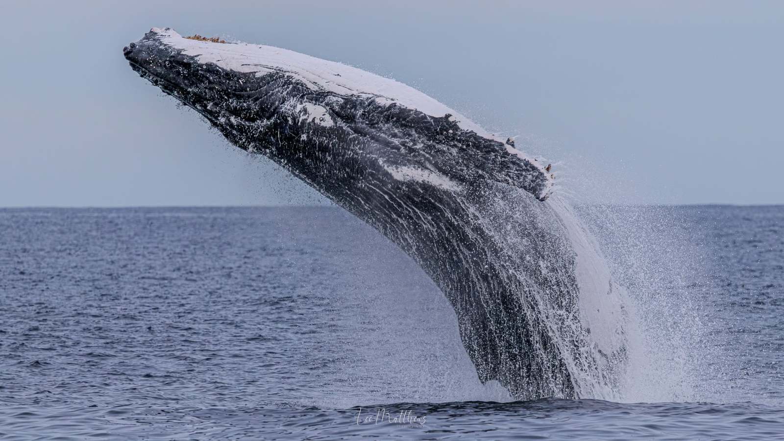 Humpback whale breaching high from ocean.